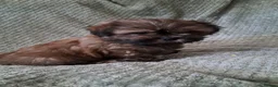 Malshi dogs for sale: Malshi 2 boys puppies - Advert 12