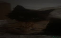 British Longhair cats for sale: 1 male and 1 female 15 week old kittens - Image 1
