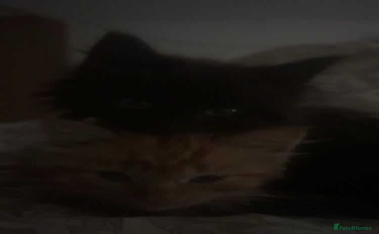 British Longhair cats - Advert 2