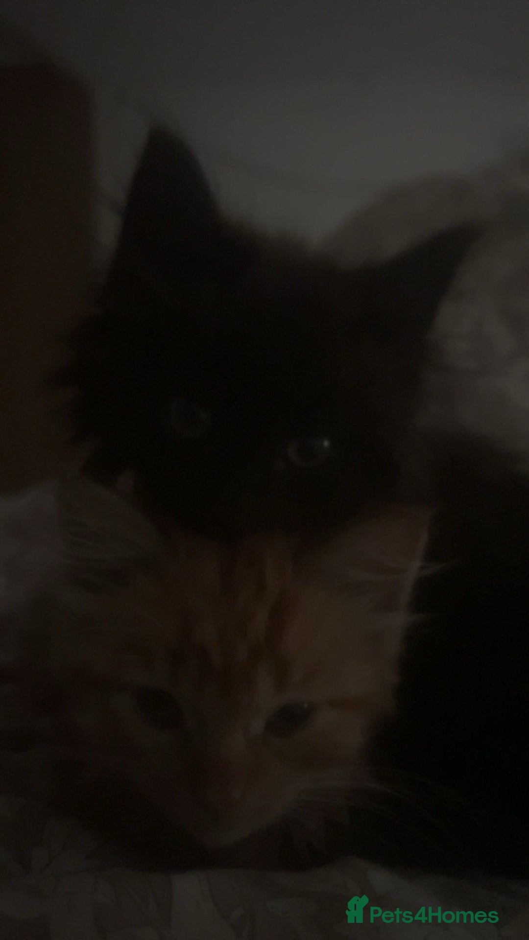 British Longhair cats for sale: 1 male and 1 female 15 week old kittens - Image 1