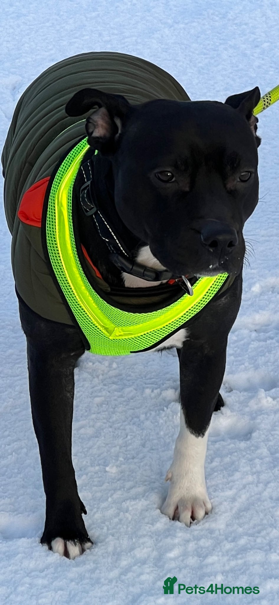 Mixed Breed dogs Staffy x Corso x Shepherd  - Advert 1