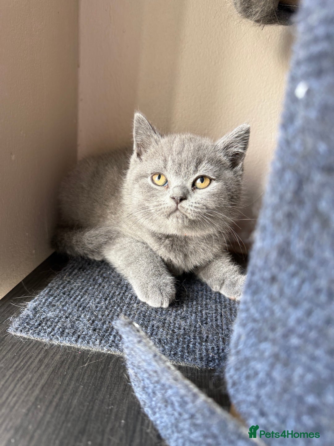 British Shorthair cats for sale: Pedigree BSH Last Female kitten ready to go!! - Image 16