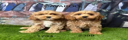 Cavapoo dogs for sale: Stunning Cavapoo puppies  - Advert 3