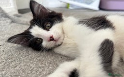 Norwegian Forest Cat cats for sale: Kitten Nala - Image 1