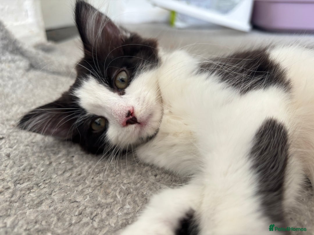 Norwegian Forest Cat cats for sale: Kitten Nala - Image 1