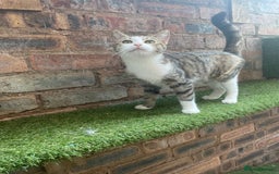 Mixed Breed cats for sale: Lots of cats/kittens up for adoption  - Image 11