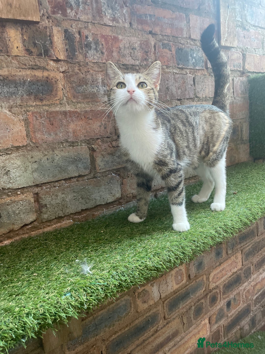 Mixed Breed cats for sale: Lots of cats/kittens up for adoption  - Image 11