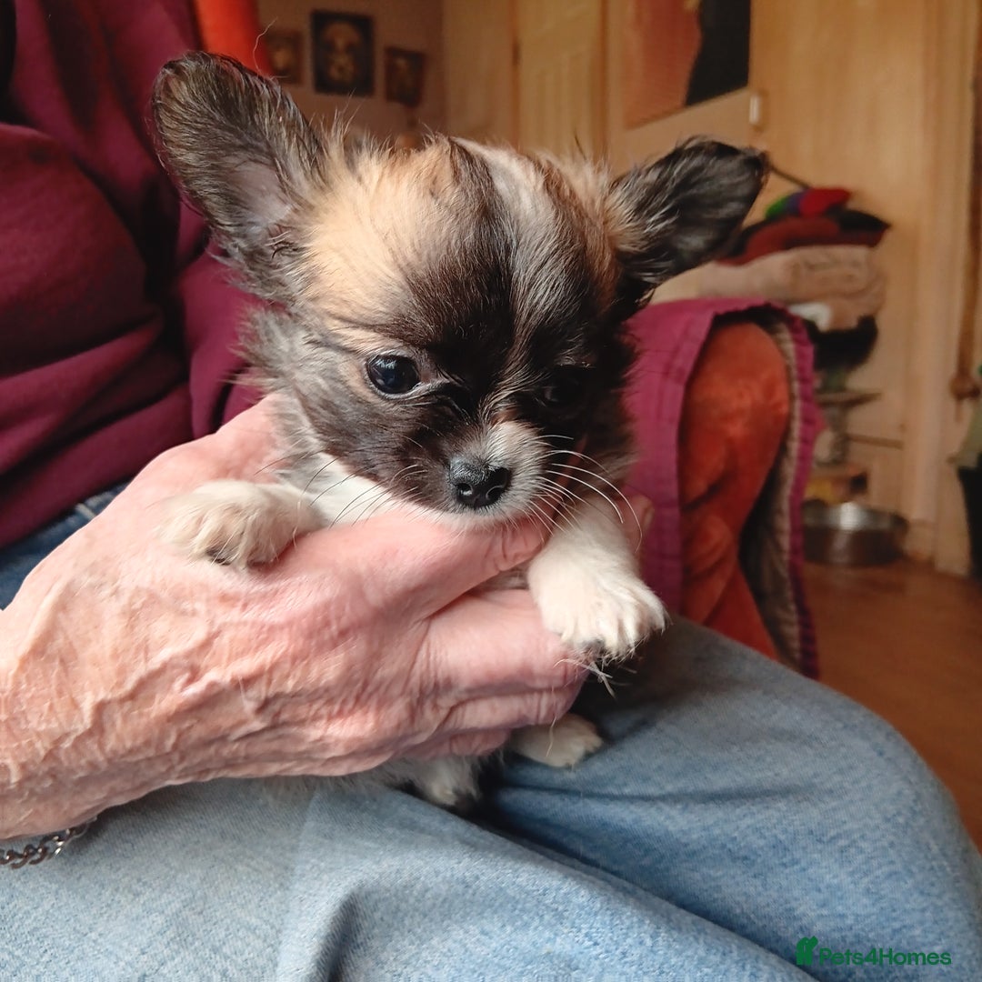 Chihuahua dogs for sale: Gorgeous Puppy chihuahua for sale - Image 1