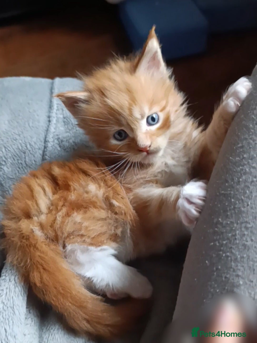 Maine Coon cats for sale: Maine Coon kitten Fire Red Marble Tabby and White - Image 10