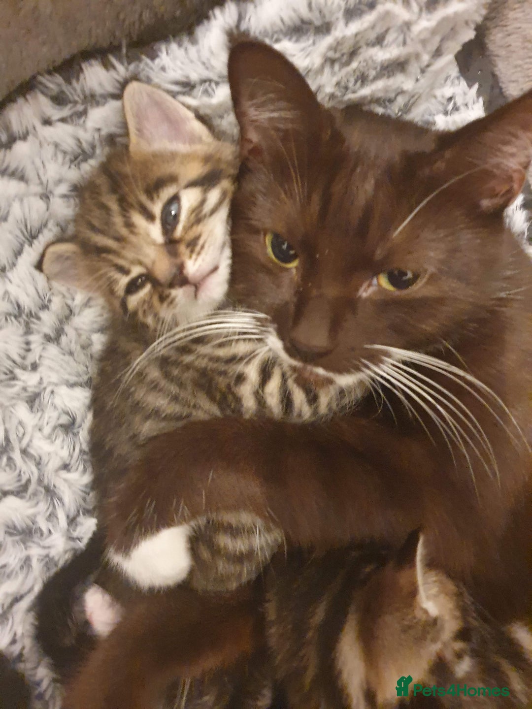 Mixed Breed cats for sale: 5 Adorable Kittens Ready for New Homes! - Image 19