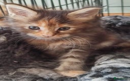 Maine Coon cats for sale: Fully health tested and Tica registered  in Great Missenden - Image 29