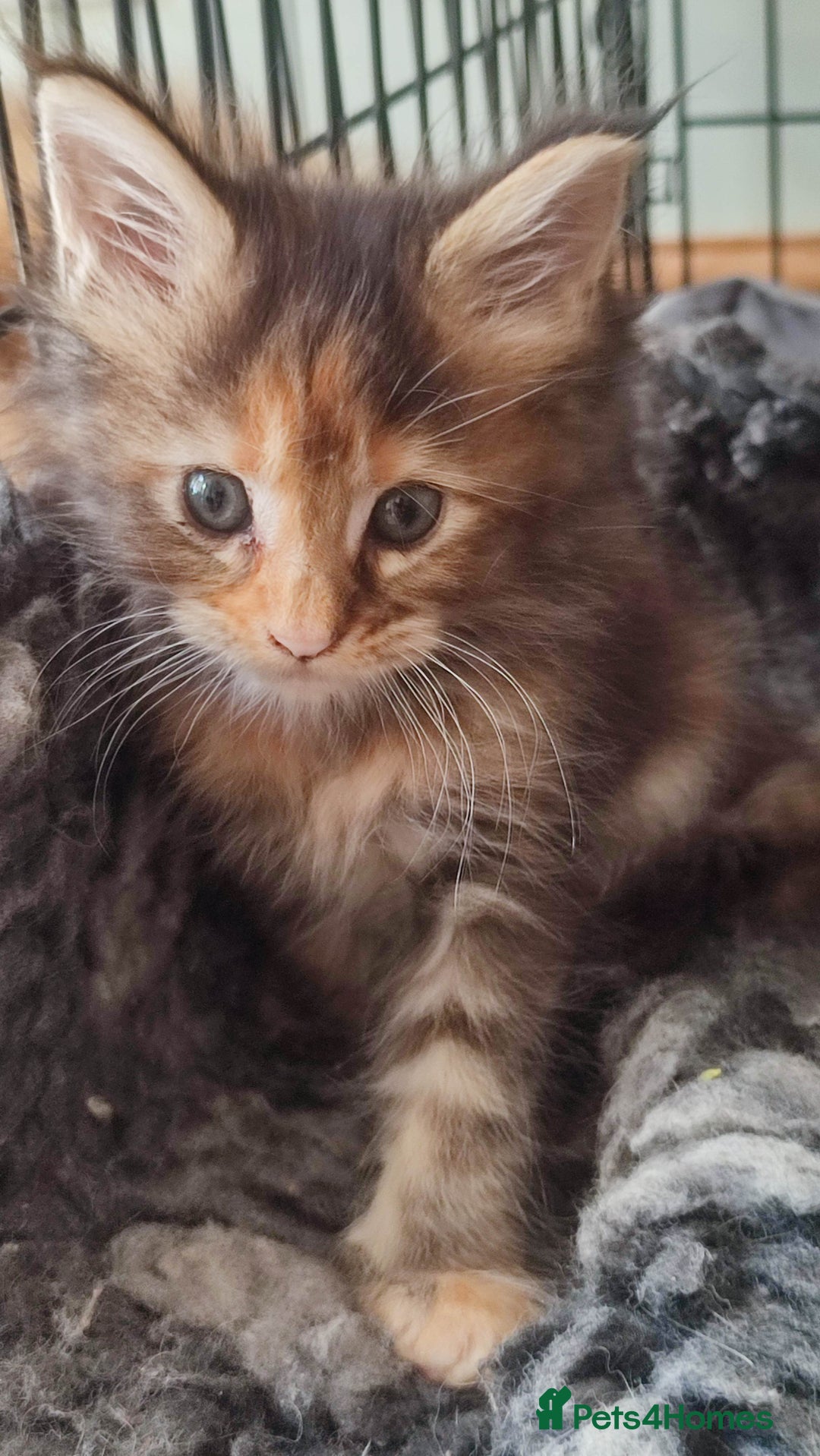 Maine Coon cats for sale: Fully health tested and Tica registered  in Great Missenden - Image 29