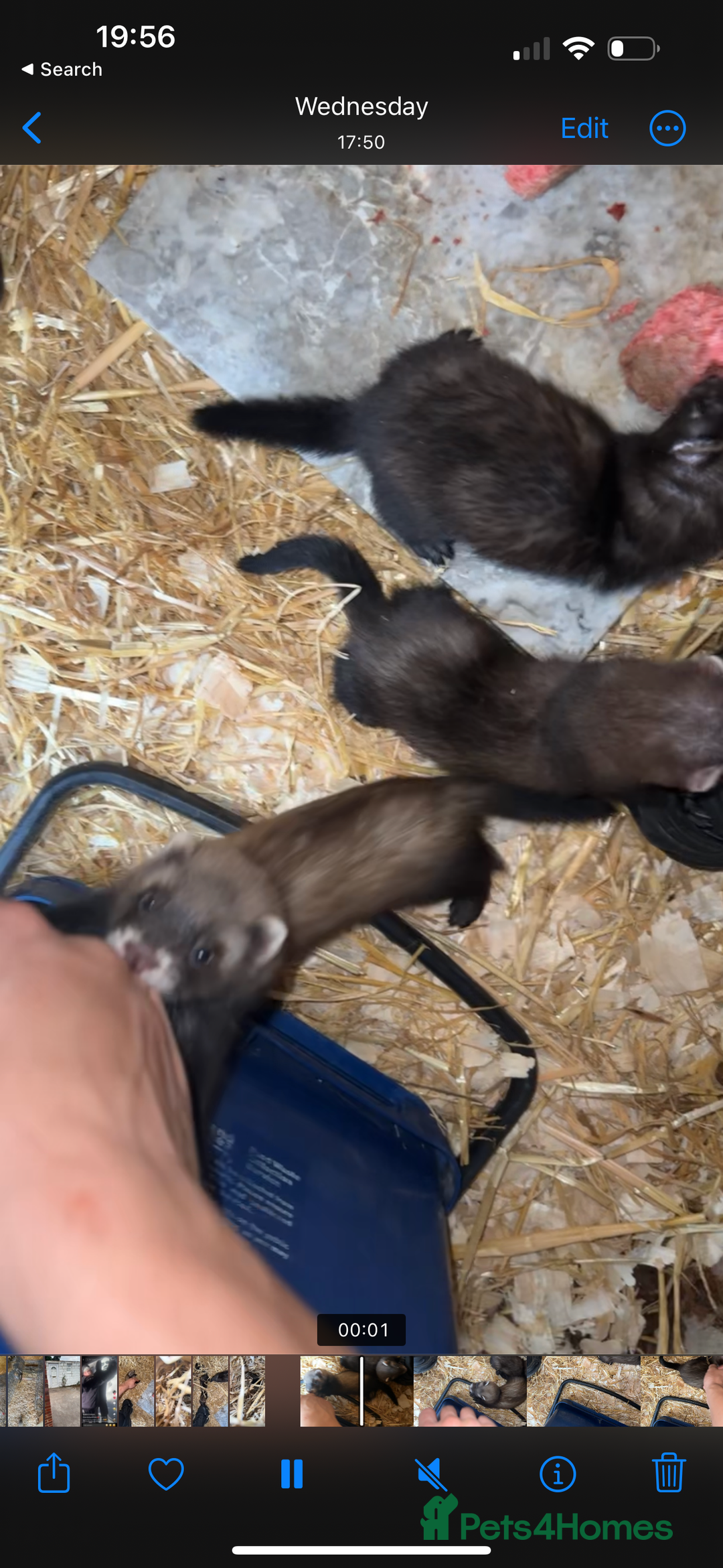 Ferret rodents for sale: solid black cross polecat kits  - Image 4
