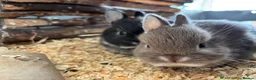Netherland Dwarf rabbits for sale: Netherland dwarf rabbits - read to go!  - Advert 7