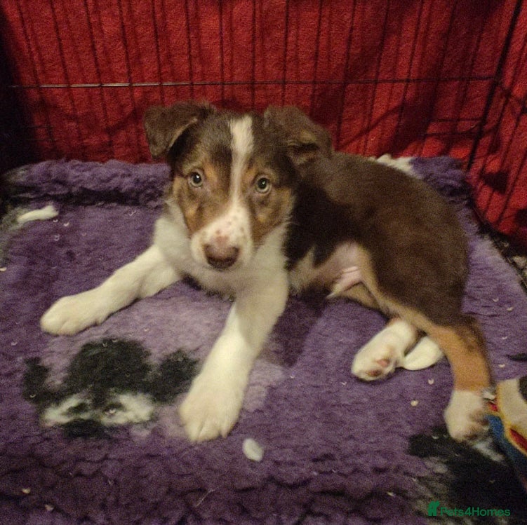 Border Collie dogs 1 Red/Brown Tri BorderCollie Boy: rough coat - Advert 8