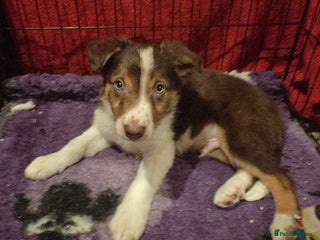 Border Collie dogs 1 Red/Brown Tri BorderCollie Boy: rough coat - Advert 8