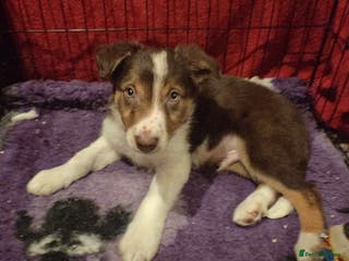 Border Collie dogs 1 Red/Brown Tri BorderCollie Boy: rough coat - Advert 4