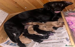 Springador dogs for sale: 3/4 Labrador (Springador x Labrador) Pups for Sale - Image 6