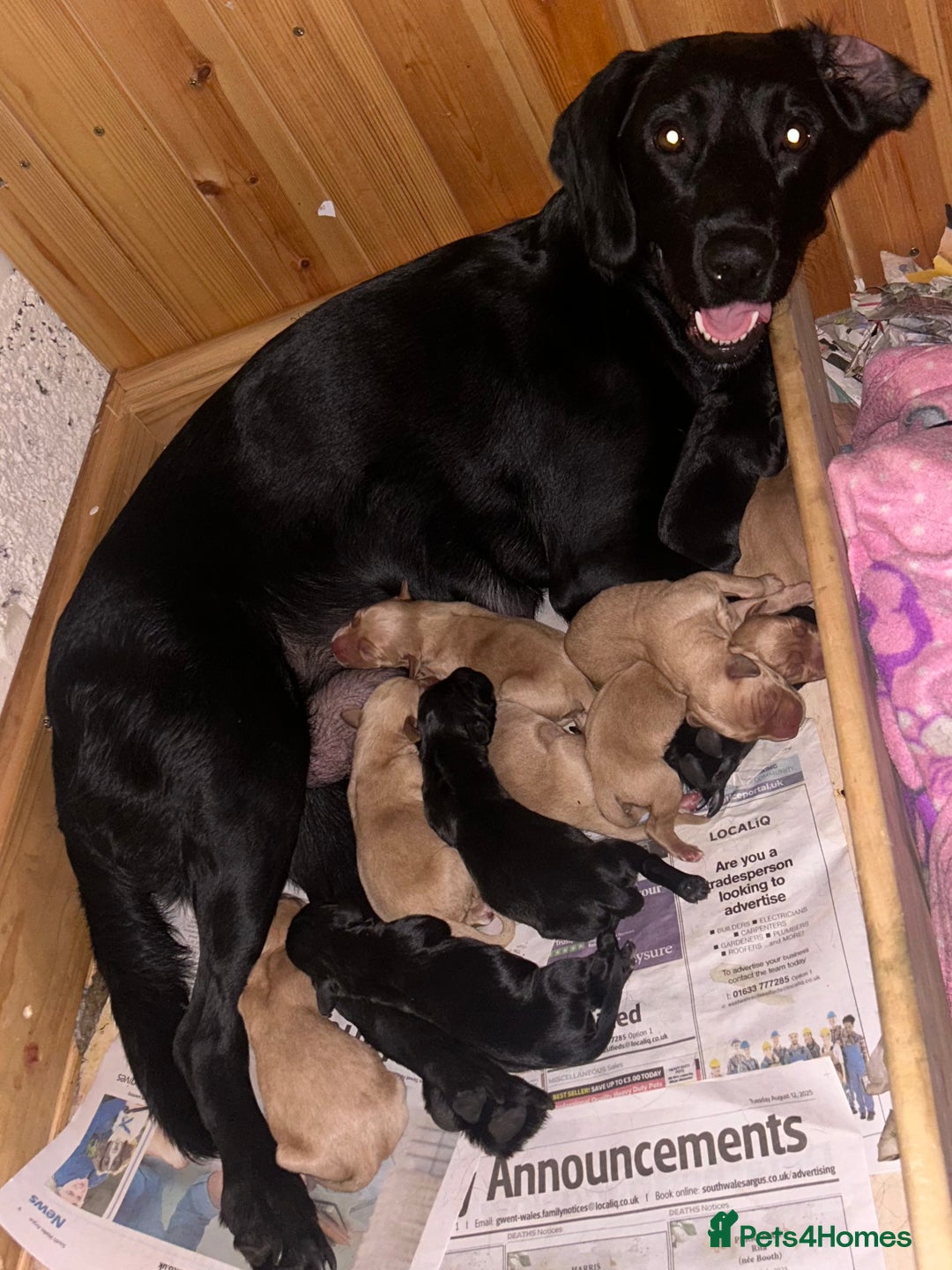 Springador dogs for sale: 3/4 Labrador (Springador x Labrador) Pups for Sale - Image 6