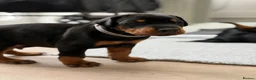Dobermann dogs for sale: European Doberman puppies! - Advert 9