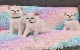 British Shorthair cats for sale: British Shorthair Silver Chinchilla  - Image 26