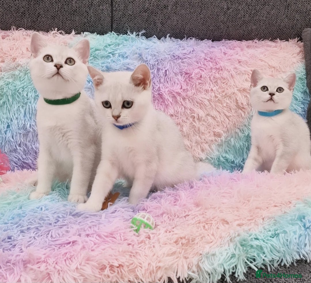 British Shorthair cats for sale: British Shorthair Silver Chinchilla  - Image 26