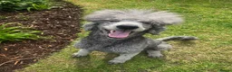 Standard Poodle dogs for sale: Handsome Silver Poodle Boy - Advert 5