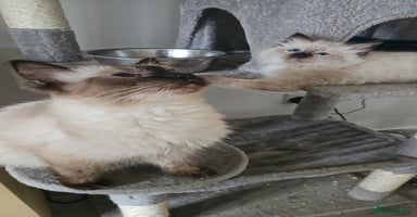 Ragdoll cats - Advert 6