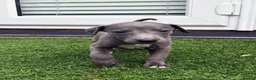 Whippet dogs for sale: Whipets Puppies - Advert 1