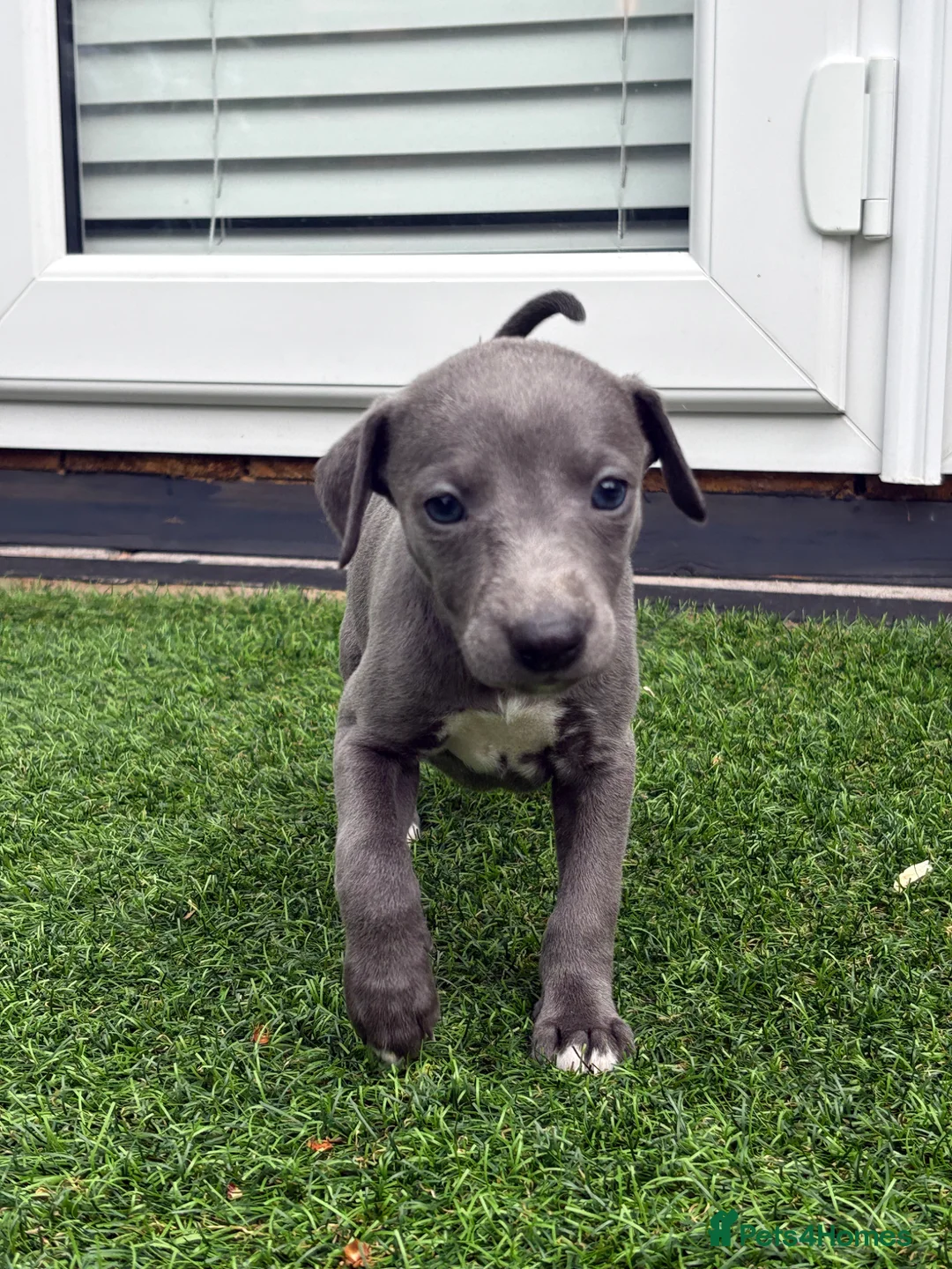 Whippet dogs for sale: Whipets Puppies - Advert 1
