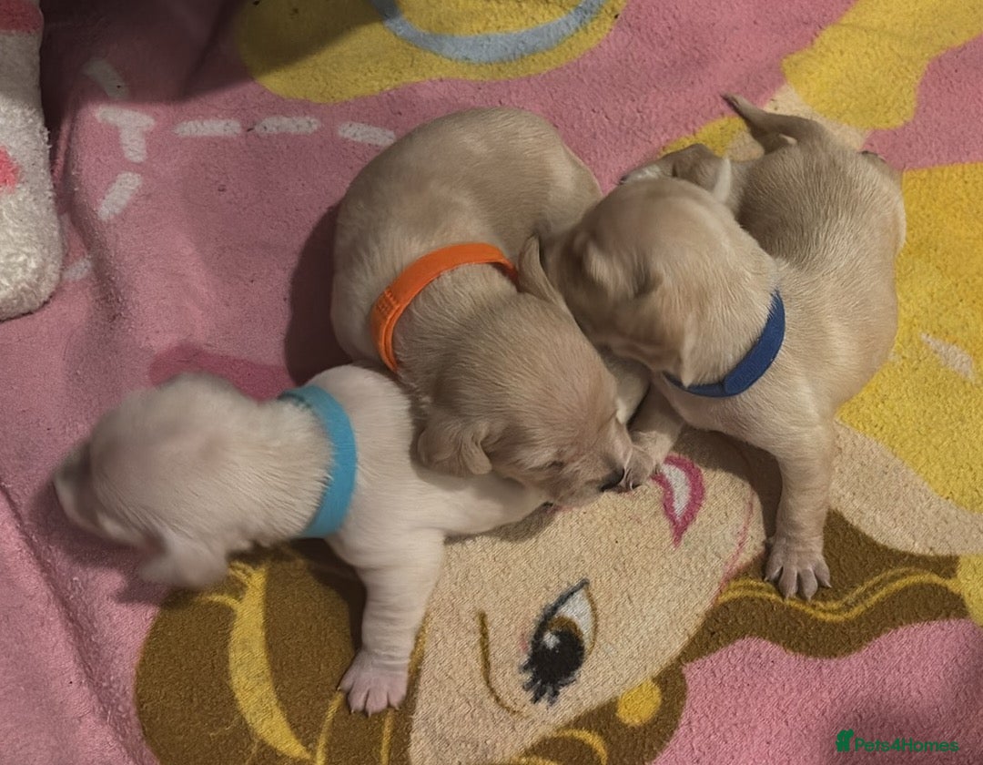 Mixed Breed dogs for sale: Gorgeous little puppies boys and girls - Advert 4