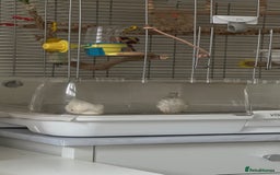 Canaries birds for sale: Adorable Omelette Male Canary - Image 9