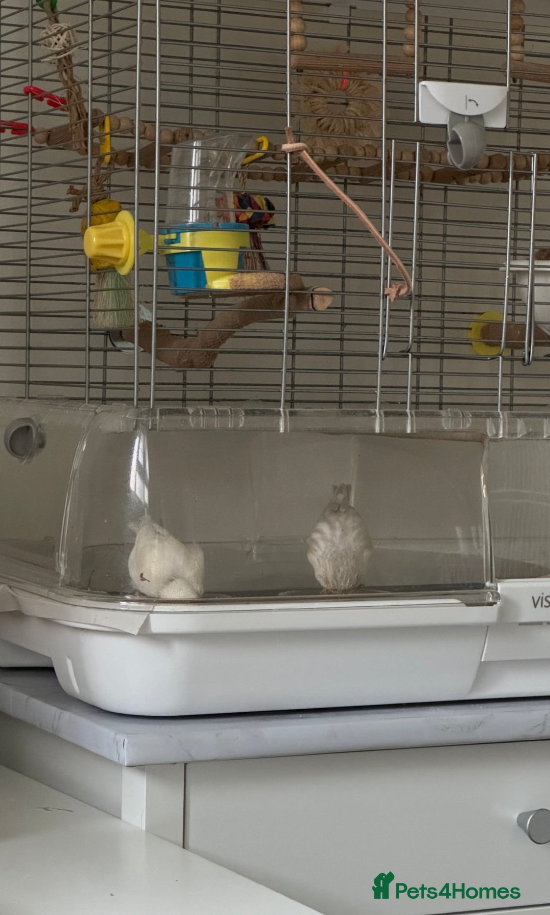 Canaries birds for sale: Adorable Omelette Male Canary - Image 9