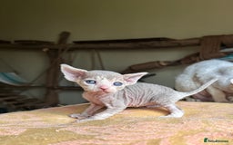 Devon Rex cats for sale: Adorable pure Devon Rex kittens  - Image 27