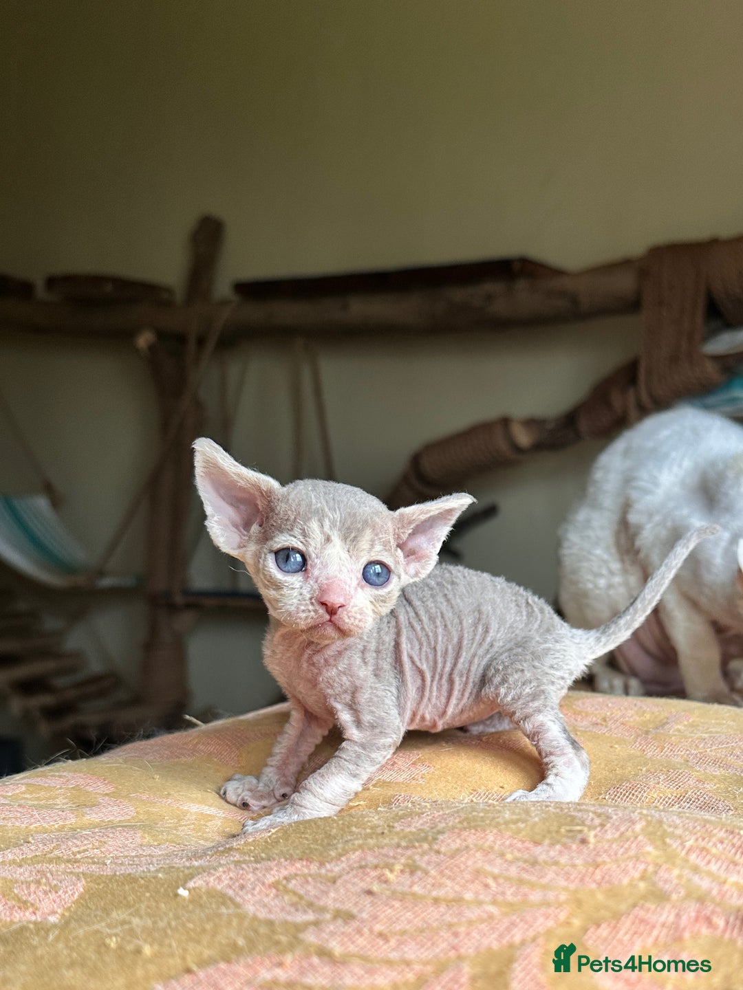 Devon Rex cats for sale: Adorable pure Devon Rex kittens  - Image 27
