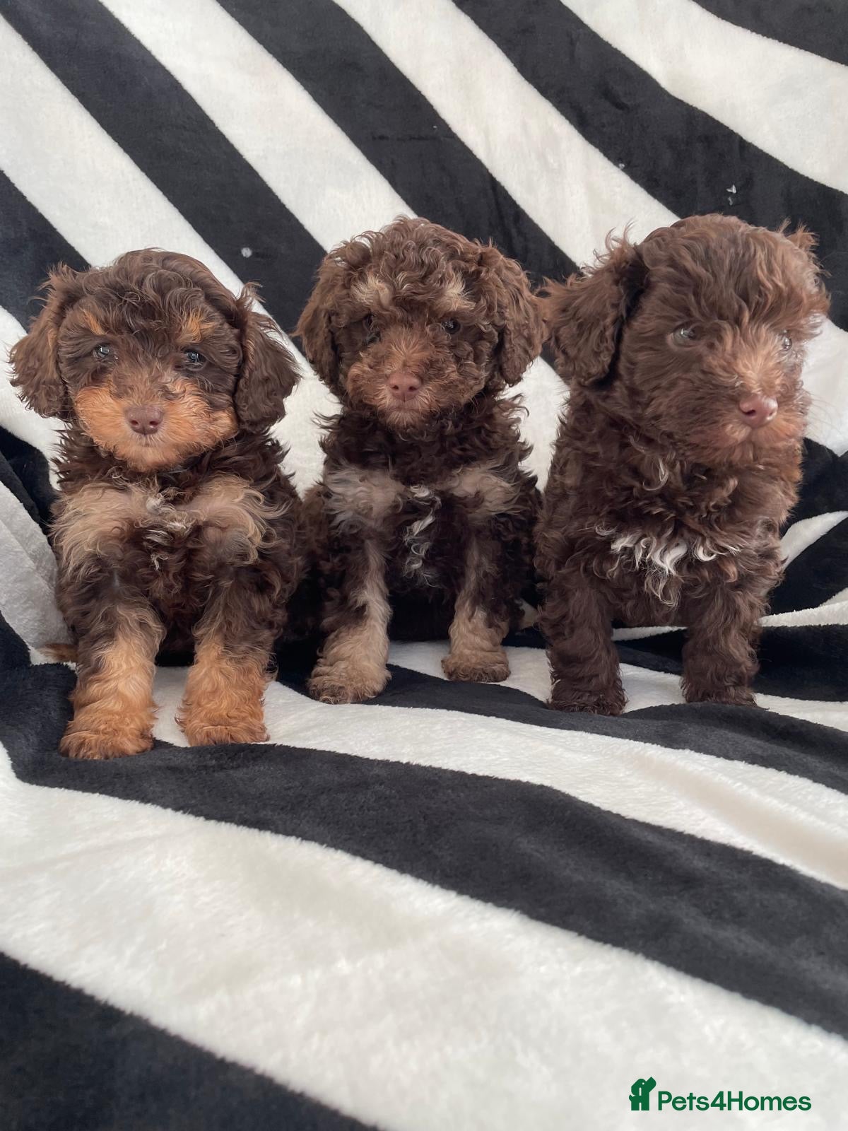 Cavapoo dogs 3 beautiful Cavapoo puppies for sale  - Advert 1