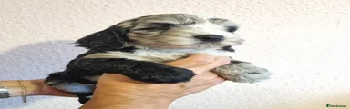 Cockapoo 2