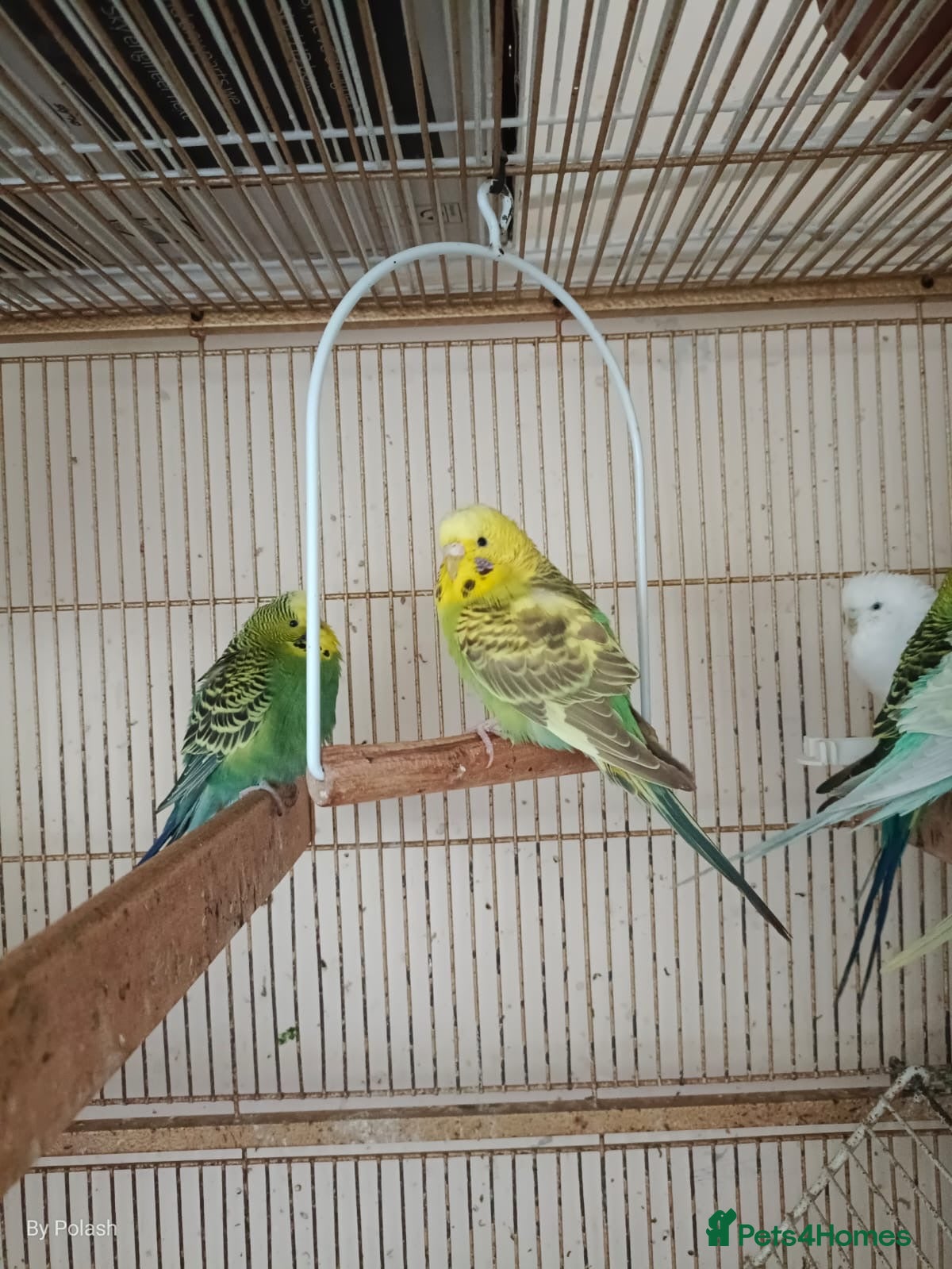 Budgerigars birds Budgerigar - Advert 15