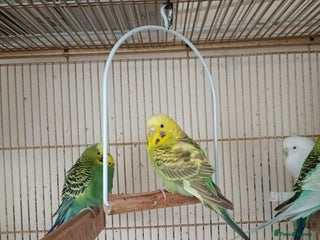 Budgerigars birds Budgerigar - Advert 4