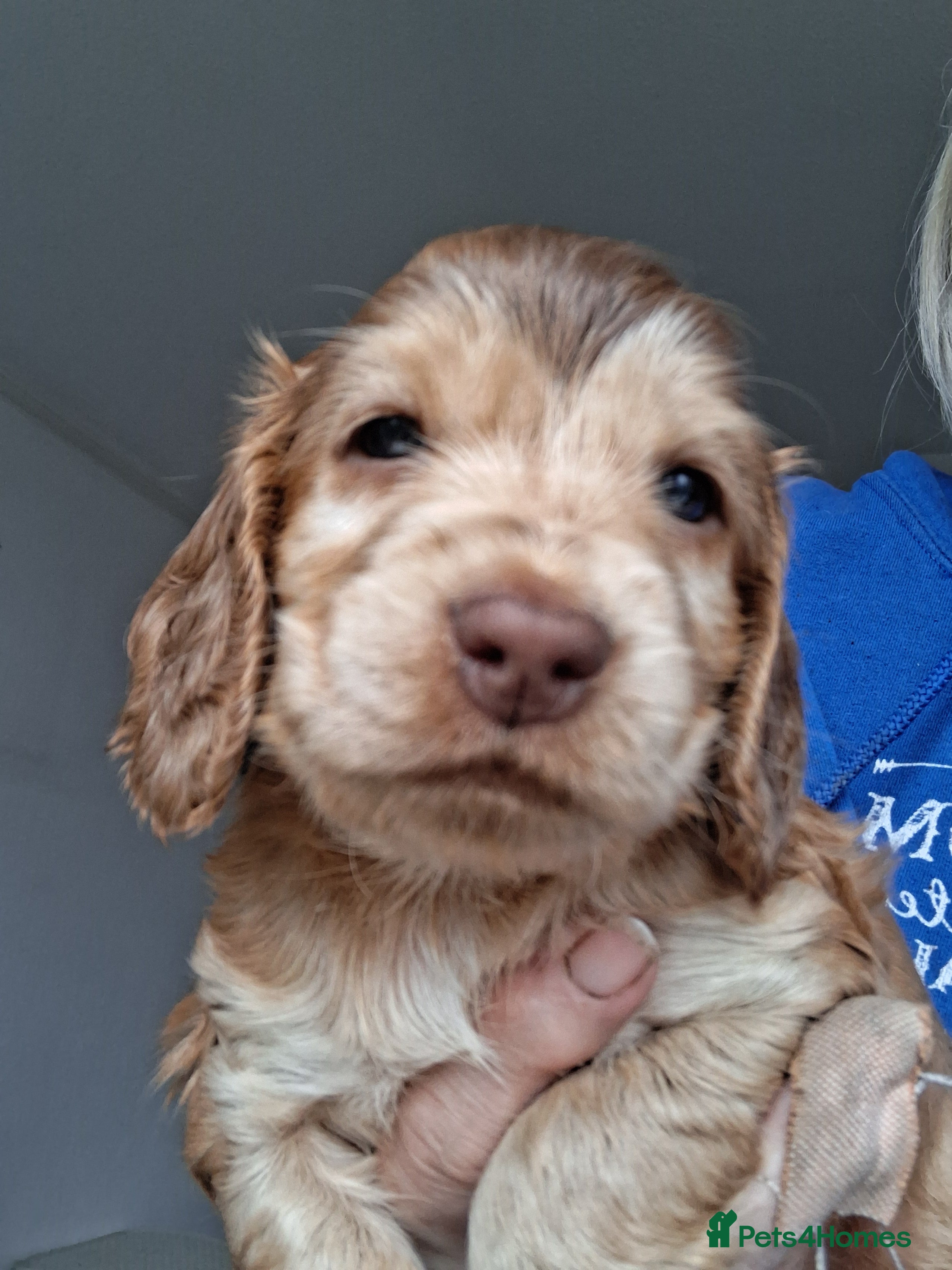 Cocker Spaniel dogs Here we have a Stunning Show Cocker pup - Advert 3