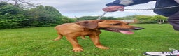 Rhodesian Ridgeback dogs for stud: Rhodesian Ridgeback Stud (Champion Bloodline) in Doncaster - Advert 5