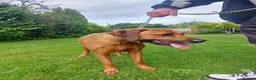 Rhodesian Ridgeback dogs for stud: Rhodesian Ridgeback Stud (Champion Bloodline) in Doncaster - Advert 5