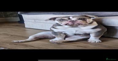 English Bulldog dogs - Advert 10