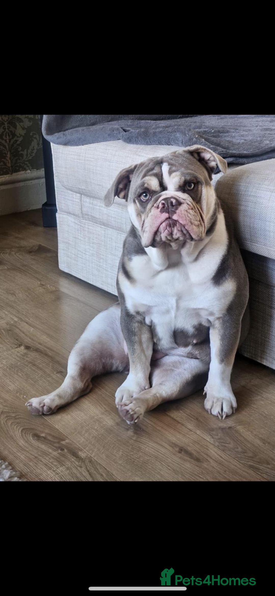 English Bulldog dogs for sale: 10 British Bulldog puppies 🐶  - Image 3