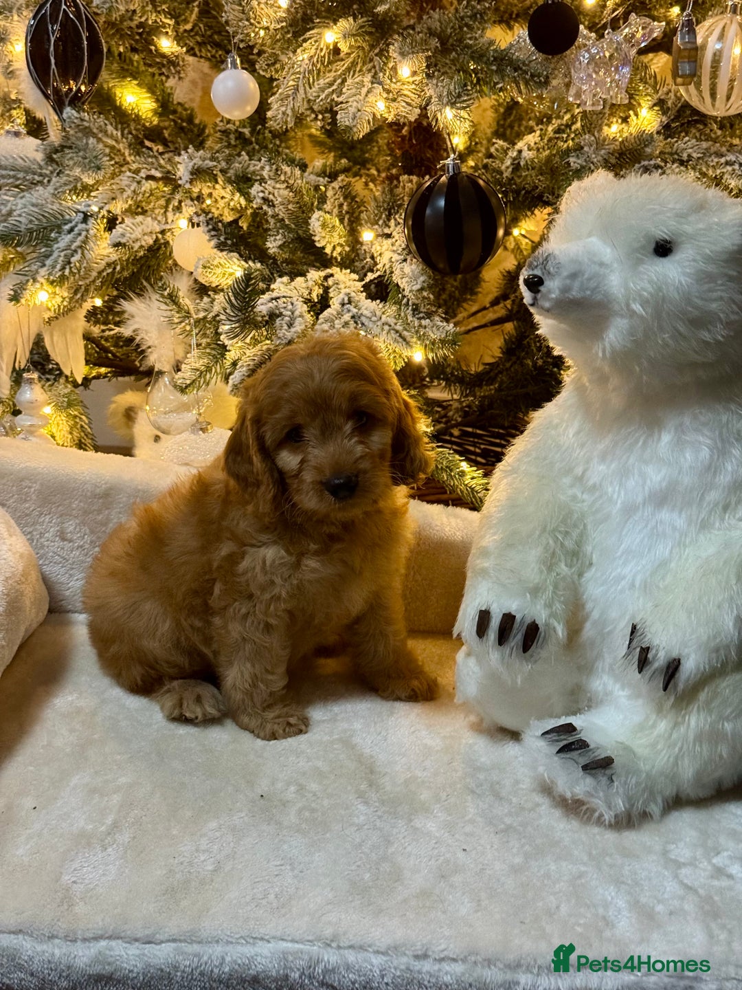 Cockapoo dogs for sale: F1 apricot Cockerpoos looking looking for homes - Advert 5