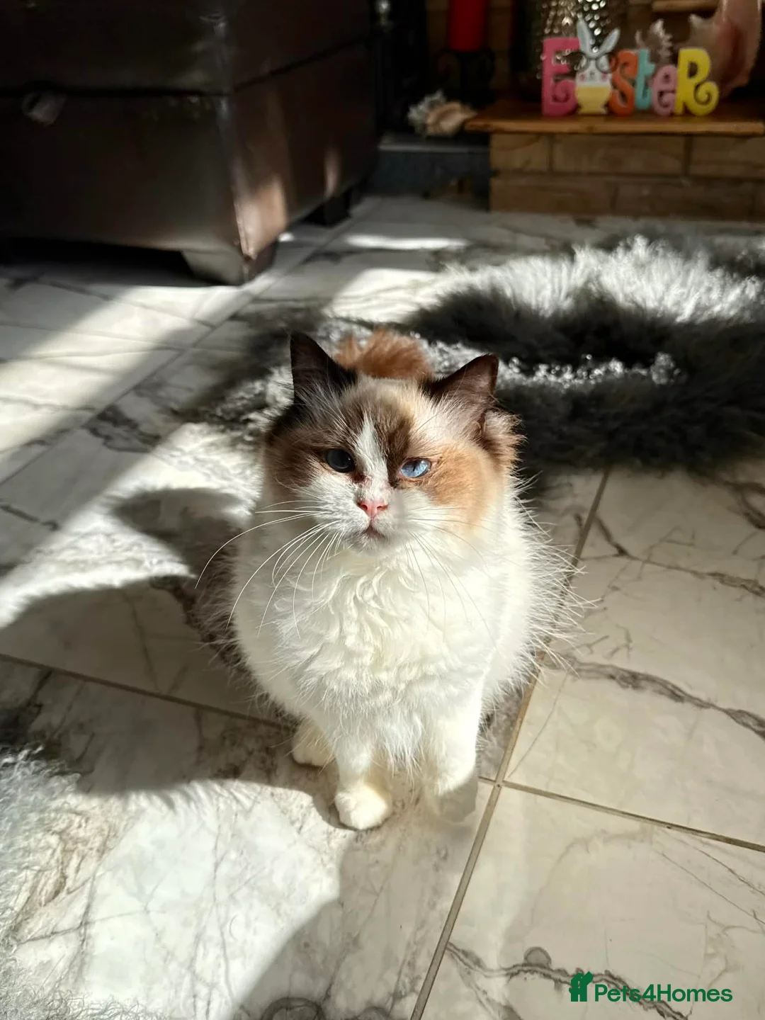 Ragdoll cats for sale: Beautiful Purebred Ragdoll Cat – Gentle Blue Eyed  - Advert 9
