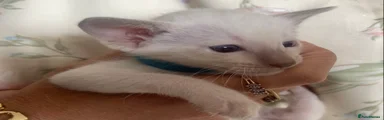 Siamese Kitten 2