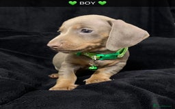 Miniature Dachshund dogs for sale: 🌟QUALITY KC REG & PRA CLR MINIATURE DACHSHUNDS 🌟 - Image 18
