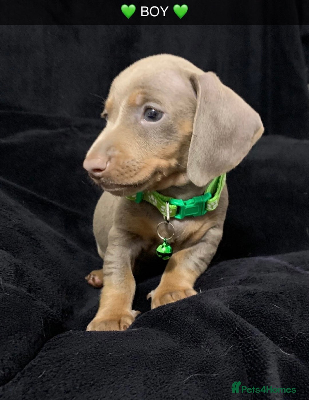 Miniature Dachshund dogs for sale: 🌟QUALITY KC REG & PRA CLR MINIATURE DACHSHUNDS 🌟 - Image 18