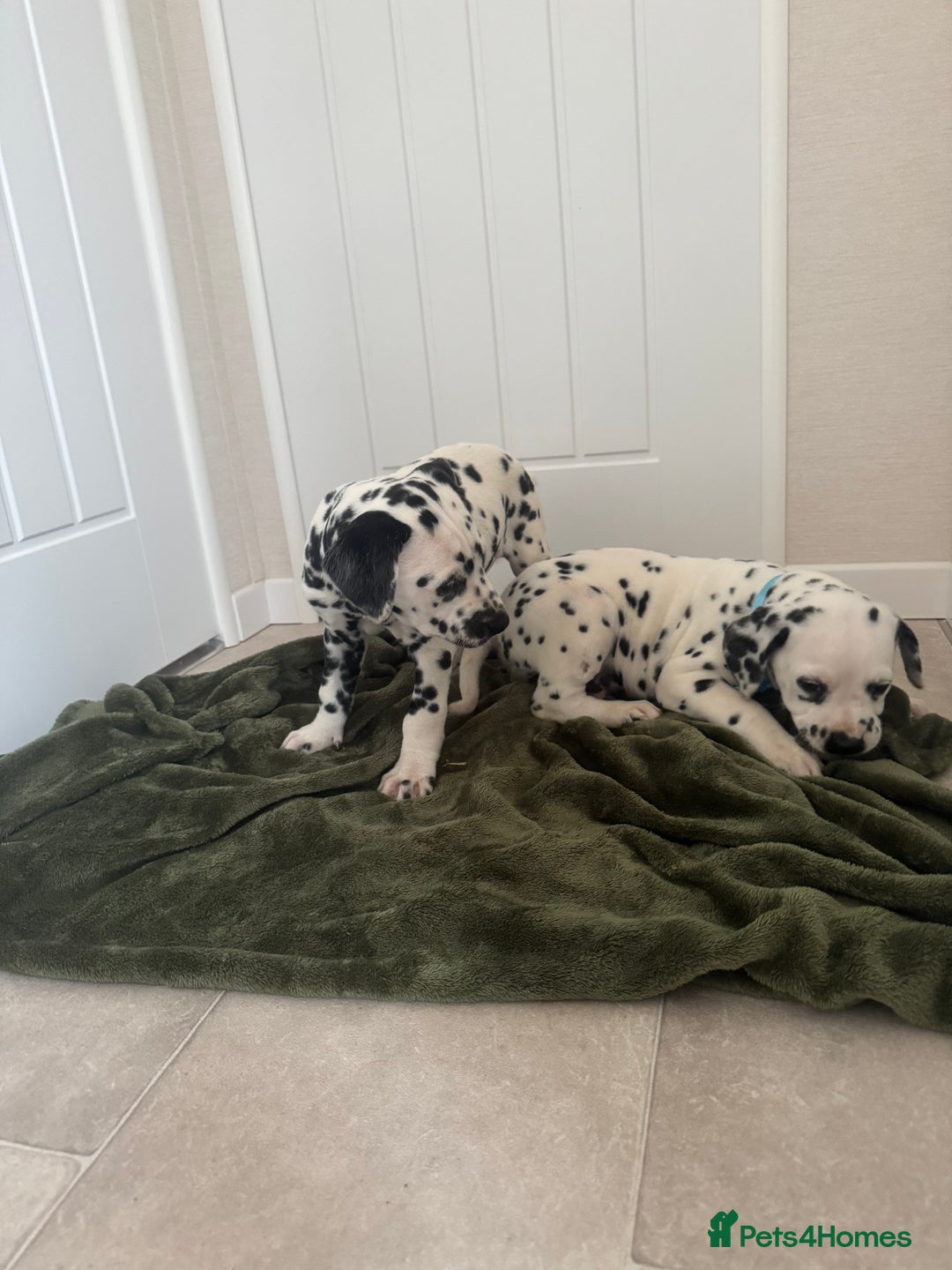 Dalmatian dogs for sale: Dalmatian puppys - Advert 2
